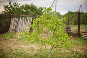 Small walnut tree grow in a summer rural garden