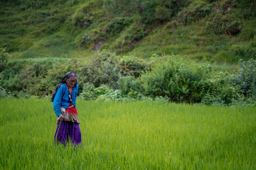 an indian old aged woman walking in the fields wearing a saree with a stick for support