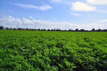 Peanut field under a blue sky. Grow, green.