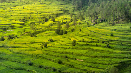 A beautiful landscape of fields in the mountains of Almora. A view of how terrace farming is done...