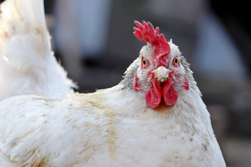 Chicken on the farm, poultry concept. Portrait of angry white hen looking at camera