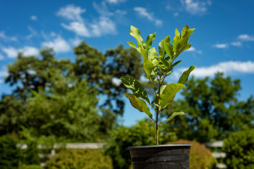 Young sapling of pecan tree, pecan seedling planted in nursery pot