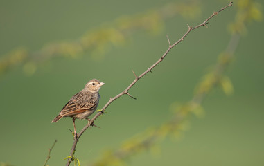 Bengal bush lark on perch 