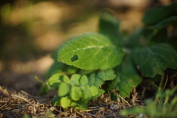 Burdock fresh with a leaky leaf growing in the summer garden