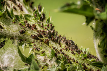 Extreme closeup of large aphid colony infesting plant leaves