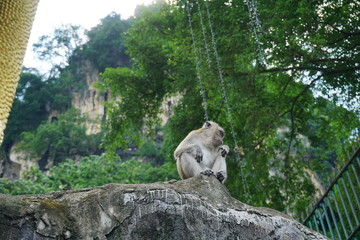the wild macaque monkeys of batu caves in Kuala Lumpur Malaysia