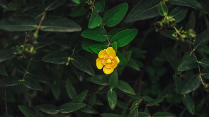 yellow flower in the spring april garden