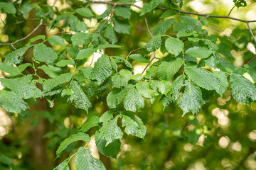 Elm tree branch with leaf gall bumps from parasite insect infestation