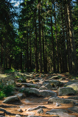 Closeup shot of big rocks in the middle of the woods on a pathway