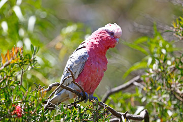 Galah perched on tree branch in Cleland Wildlife Park, Australia.