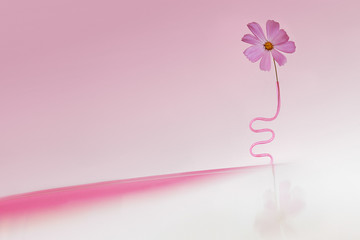 Still life with flowers. Pink flower on a pink and white background. Romance.
