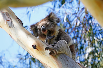 Wild koala sleeping in a Eucalyptus tree, taken Cleland Wildlife Park, Australia.