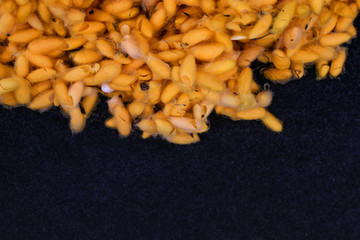 Background of yellow silk's cocoon group.