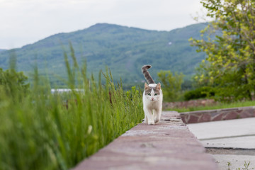 gray-white cat with green eyes is running towards you