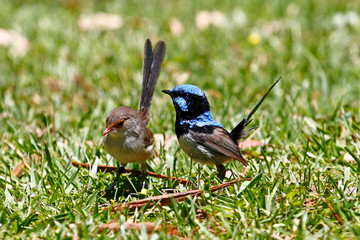Male and female Superb Fairy-Wrens, taken at Cleland Wildlife Park, Australia.