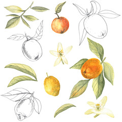 Set of oranges, lemons, flowers and leaves on a white isolated background. Hand-drawn in ink pen and watercolor. Colorful elements of design.