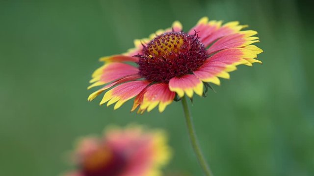 Indian Blanket Flower Gaillardia pulchella