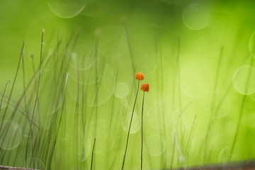 Little Mushroom on Forest