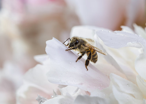 Image with a bee.