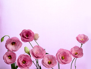 Beautiful flower composition of eustoma on pink background. Flat lay, top view. Floral background.Valentines day. Happy birthday.