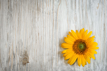 yellow sunflower flowers on a white wooden background