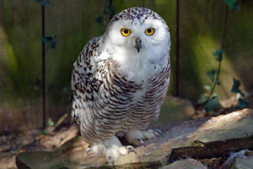 Chouette Harfang des neiges