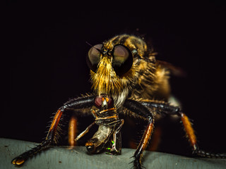 robber fly sucking prey