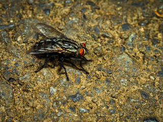 fly on road