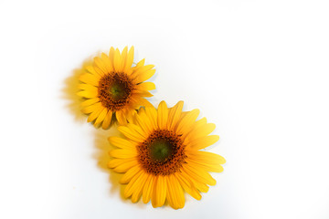 two yellow sunflower flowers on a white background