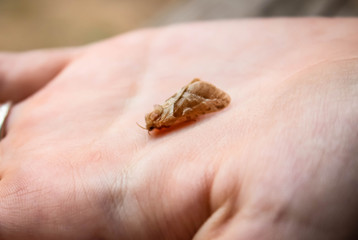A sleeping moth on a woman's hand.