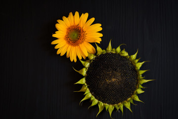 ripe sunflower with seeds and yellow sunflower flower on a dark background