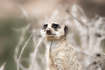 Fototapeta premium meerkat on guard