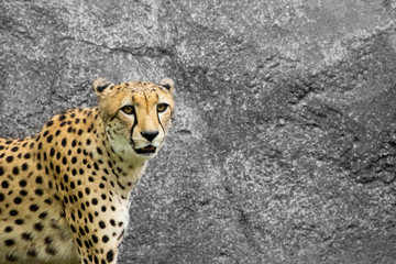 cheetah in the zoo