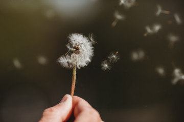 Pusteblume verliert ihre Samen