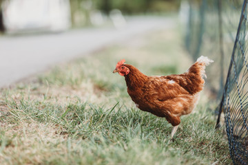 freilaufende Henne auf der Wiese