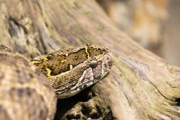 Fototapeta premium close up of a snake