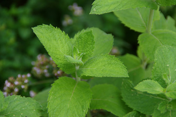 Mint with green leaves in the home garden. Fresh organic spice and herbs farming. Natural edible plants.
