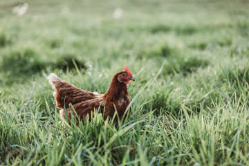 freilaufende Hühner auf der Wiese