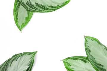 tropical leaves isolated on white background with text place  .