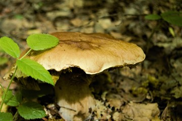 
edible mushroom under a twig

