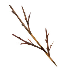 Watercolor drawing of autumn twigs and leaves on a white background. Autumn colors, element of nature, season, decoration, part of the tree.