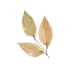 Watercolor drawing of autumn twigs and leaves on a white background. Autumn colors, element of nature, season, decoration, part of the tree.
