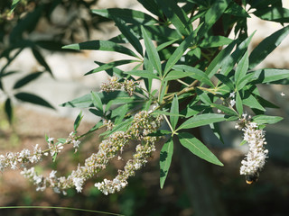 (Vitex agnus-castus latifolia 'Alba') Gattilier blanc ou poivre du moine arbuste ornemental à inflorescence en longues panicules blanc pur au bout de longs rameaux dressés