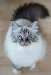 Sacred Birma Cat