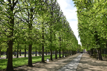 Fototapeta na wymiar Allée ombragée du jardin du Luxembourg à Paris, France