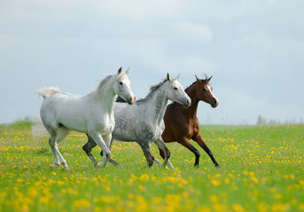 beautiful arabian horses in the field of dandelions