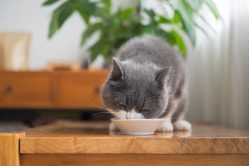 British shorthair cat is eating on the table