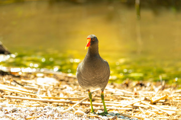 Neugieriges Purpurhuhn im Sommer am Seeufer