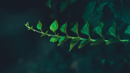 Fototapeta na wymiar evergreen ivy leaf leaf on black