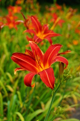 Flowering Day-lily flowers (Hemerocallis flower),  closeup in the sunny day. Hemerocallis fulva. The beauty of decorative flower in garden - Selectice focus